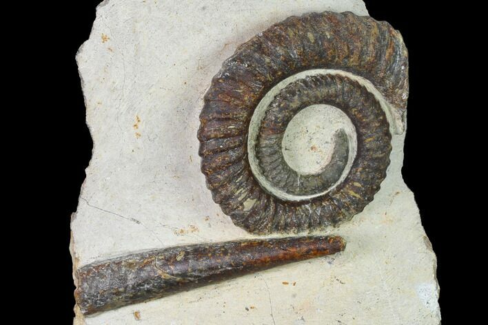 Early Devonian Ammonite (Anetoceras) - Tazarine, Morocco #154698
